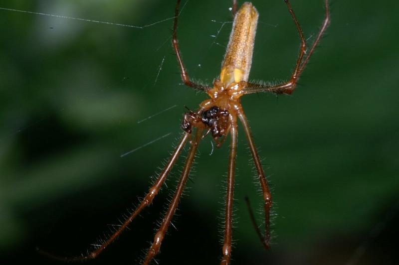 Tetragnatha_montana_D3740_Z_88_Vinkenveense plassen_Nederland.jpg